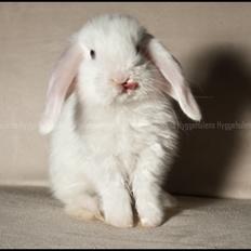 Kanin Hyggehulen's Barbosa