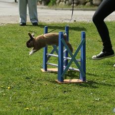 Kanin Staldlyne's Jacob