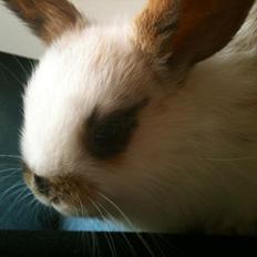 Kanin Chanell Icie Maquella