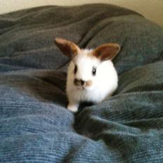 Kanin Chanell Icie Maquella