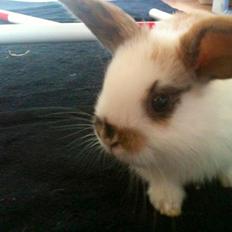 Kanin Chanell Icie Maquella