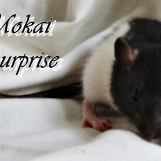 Tamrotte RP Mokai Surprise