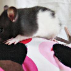 Tamrotte RP Mokai Surprise