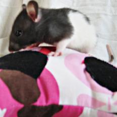 Tamrotte RP Mokai Surprise