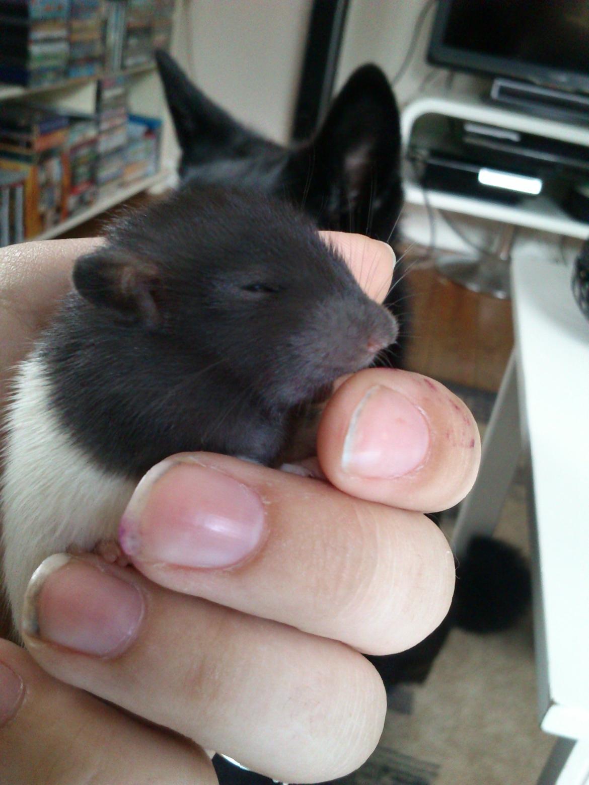 Tamrotte RP Mokai Surprise billede 7