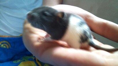 Tamrotte RP Mokai Surprise billede 8