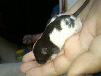 Tamrotte RP Mokai Surprise billede 11