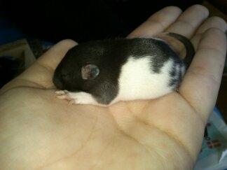 Tamrotte RP Mokai Surprise billede 10