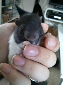 Tamrotte RP Mokai Surprise billede 6