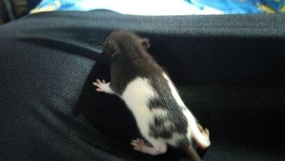 Tamrotte RP Mokai Surprise billede 9