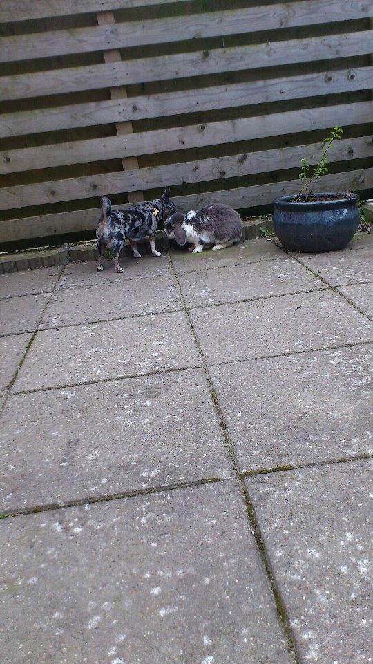 Kanin Victor  (Himmelgnaver) - Mysser med Dina (: billede 7