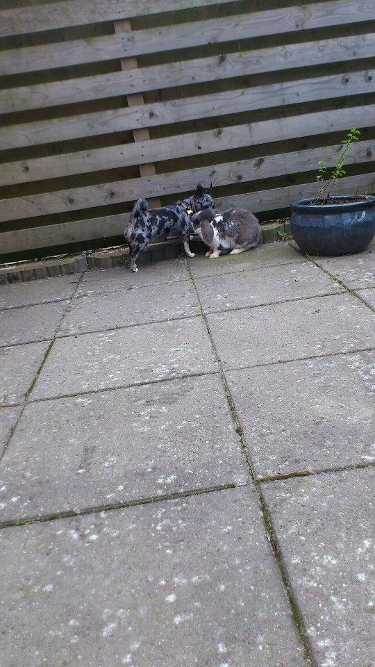 Kanin Victor  (Himmelgnaver) - (: billede 8