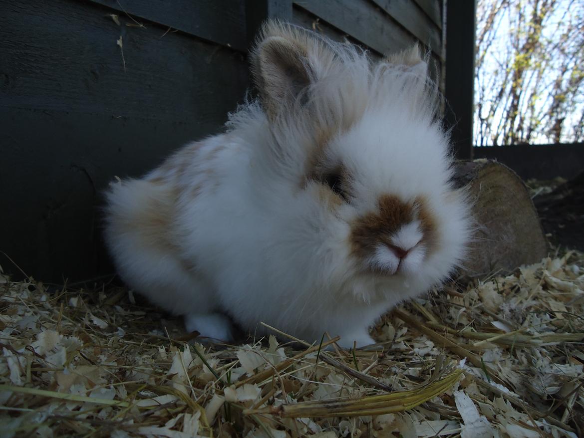 Kanin Maboha's Amilo billede 5