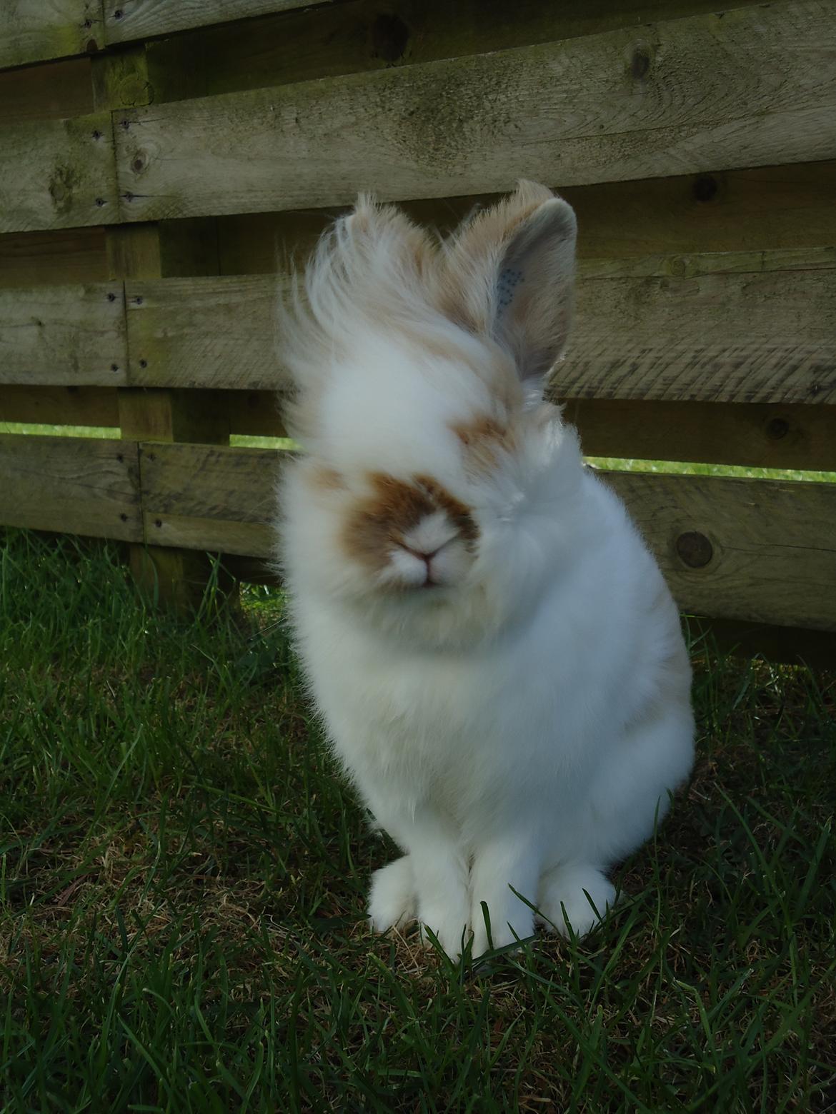 Kanin Maboha's Amilo - En smule vindblæst :P billede 4