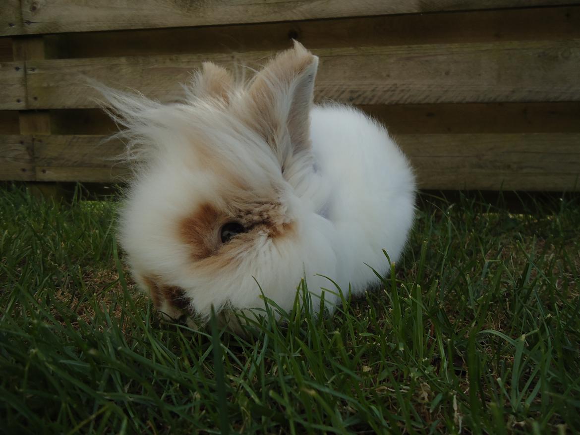 Kanin Maboha's Amilo billede 16