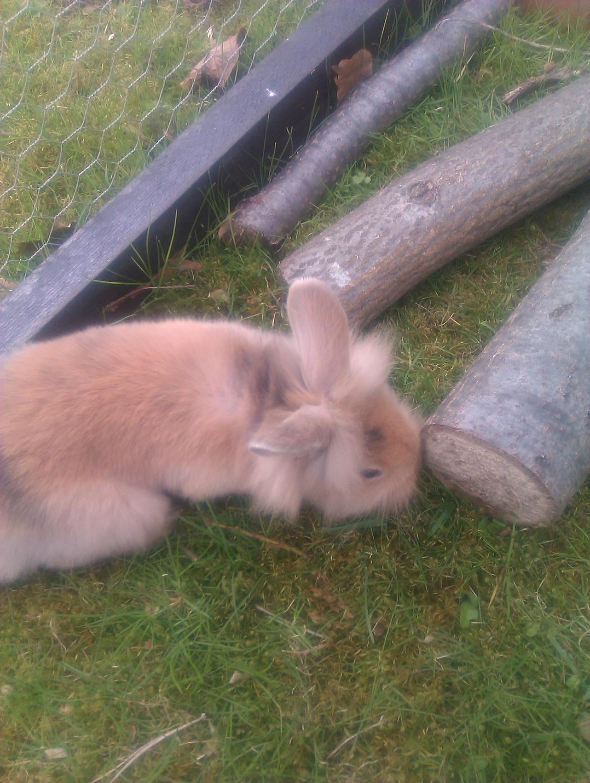 Kanin Lilo billede 7