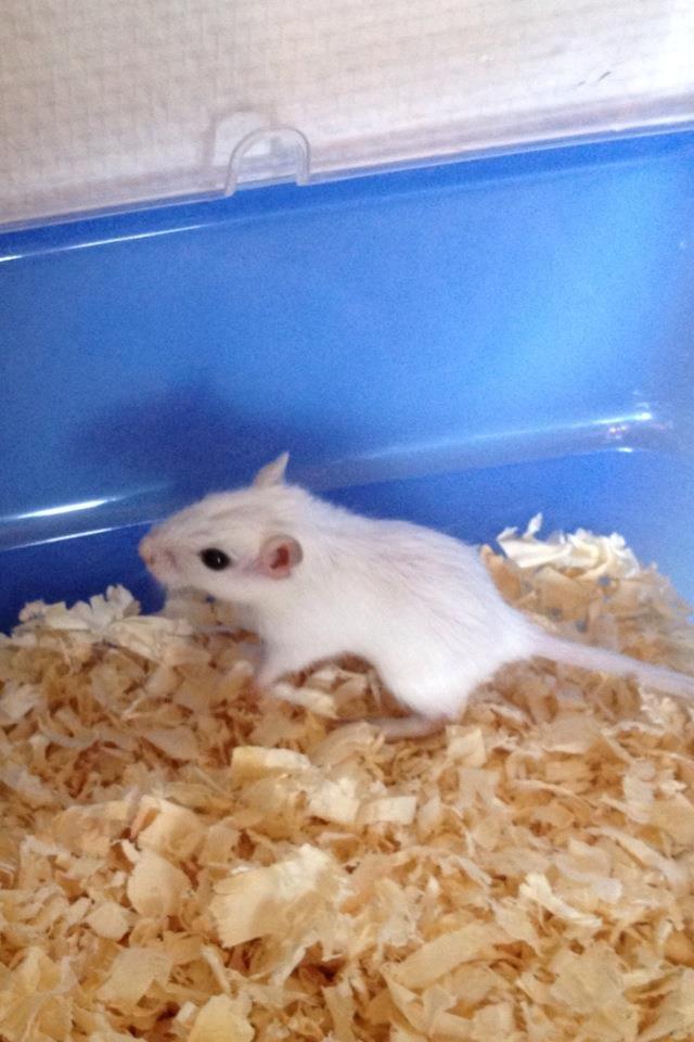 Ørkenrotte Snowy billede 1