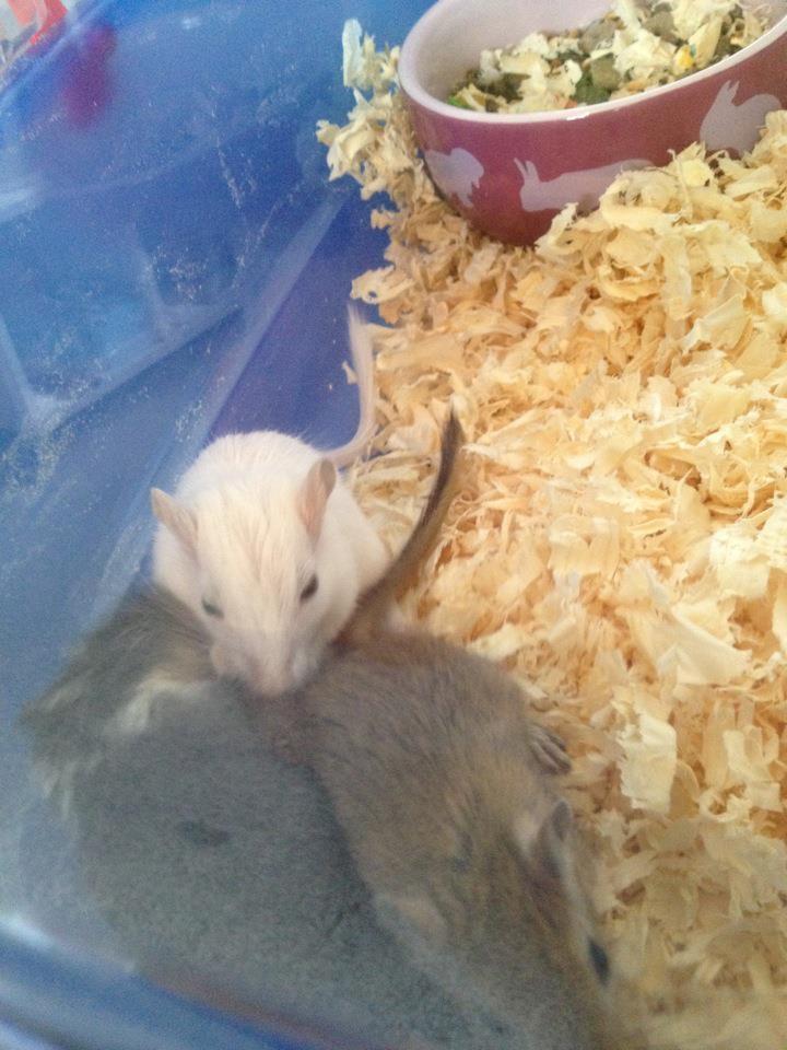 Ørkenrotte Snowy billede 2