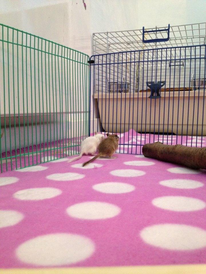 Ørkenrotte Snowy billede 3