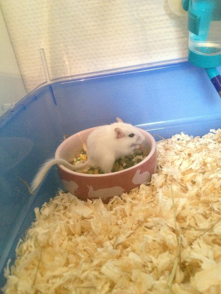 Ørkenrotte Snowy billede 5