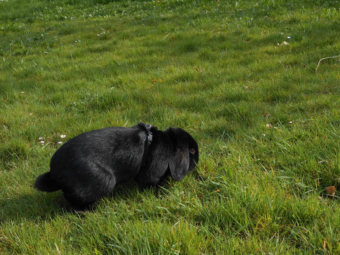 Kanin Hopla's Piratos ( Lille Pi' ) - Velkommen til Lille Pi's profil :D billede 1