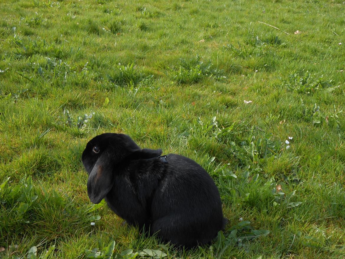 Kanin Hopla's Piratos ( Lille Pi' ) - Piratos i græs land 8D billede 2
