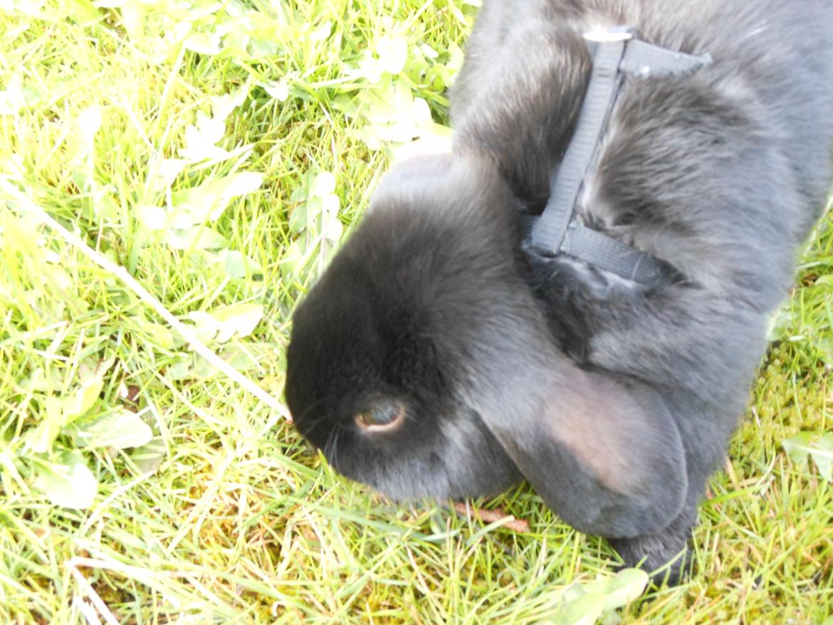 Kanin Hopla's Piratos ( Lille Pi' ) - Så skal der ædes :D billede 3