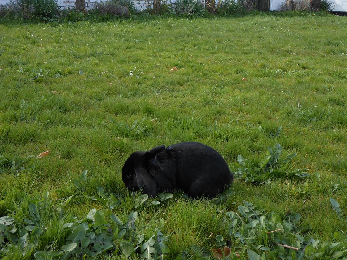 Kanin Hopla's Piratos ( Lille Pi' ) - Ja mælkebøtter er der nok af :D billede 4