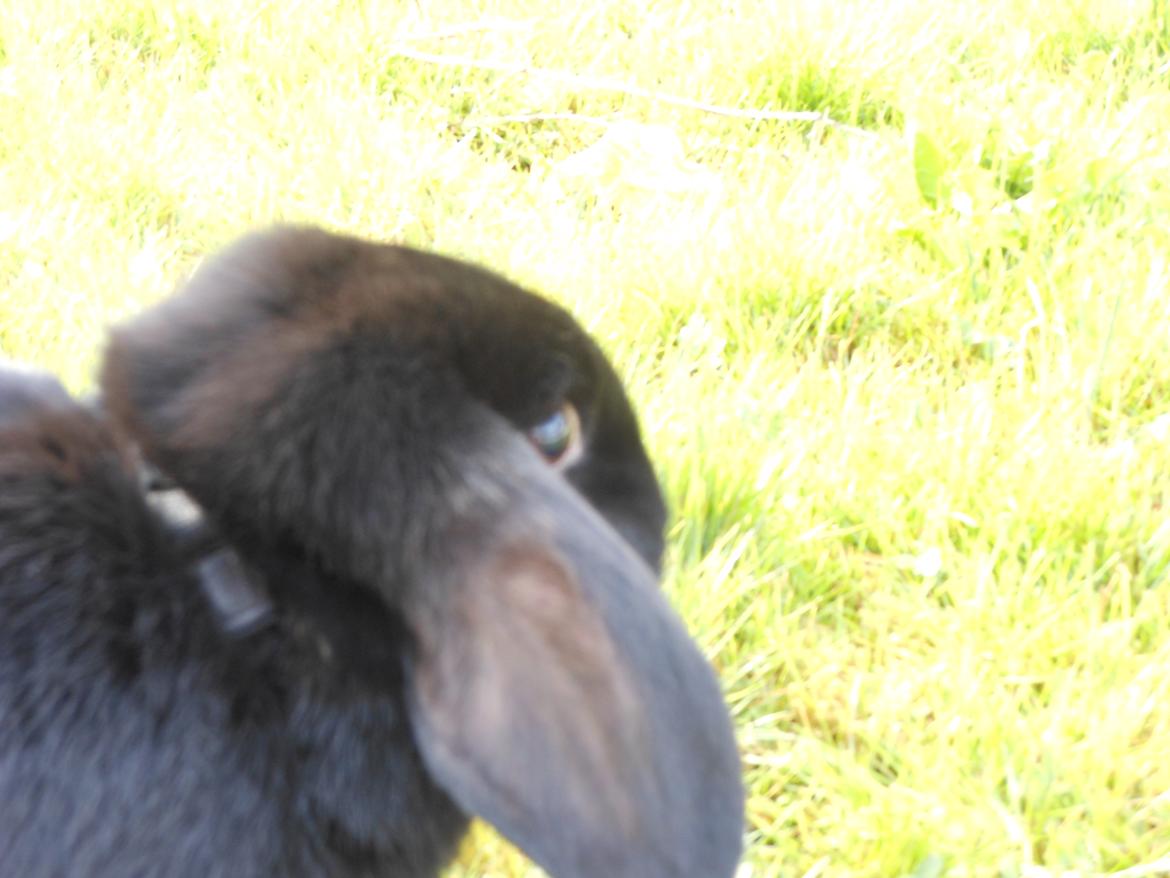 Kanin Hopla's Piratos ( Lille Pi' ) - Du er så smuk min dreng <3 billede 5