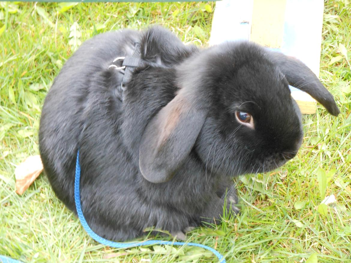 Kanin Hopla's Piratos ( Lille Pi' ) - farvel og tak fordi i kiggede på prinsens profil :D billede 9