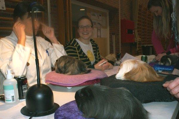 Marsvin Bamiras TÖRNROSA billede 2