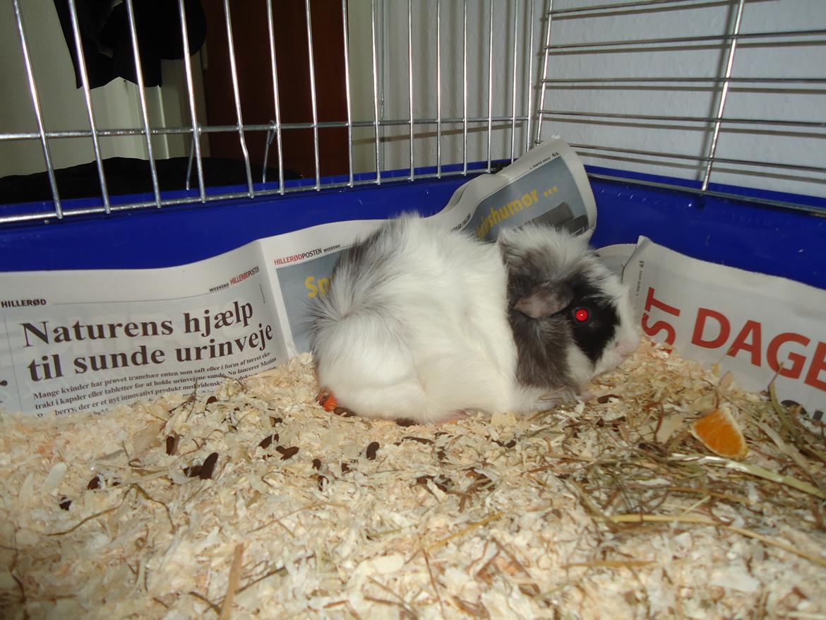 Marsvin Balou billede 7