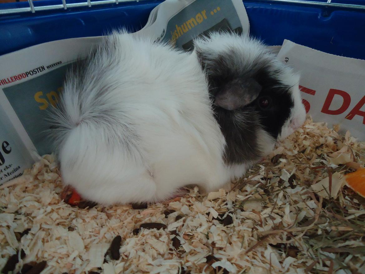 Marsvin Balou billede 3