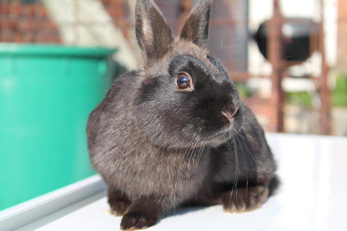 Kanin Ahrenkiels Stampe Jr. |Blanding| *R.I.P.* - *NYT*
Fotograf: Mig. billede 2