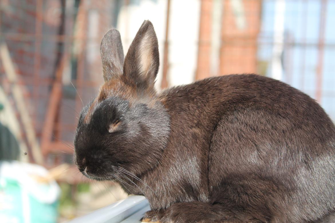 Kanin Ahrenkiels Stampe Jr. |Blanding| *R.I.P.* - *NYT*
Fotograf: Mig. billede 8