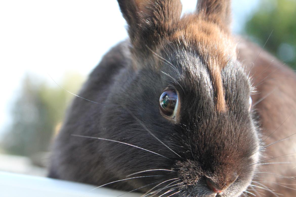 Kanin Ahrenkiels Stampe Jr. |Blanding| *R.I.P.* - *NYT*
Fotograf: Mig. billede 17