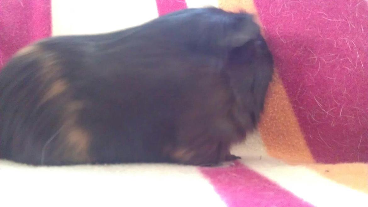 Marsvin Mulle billede 2