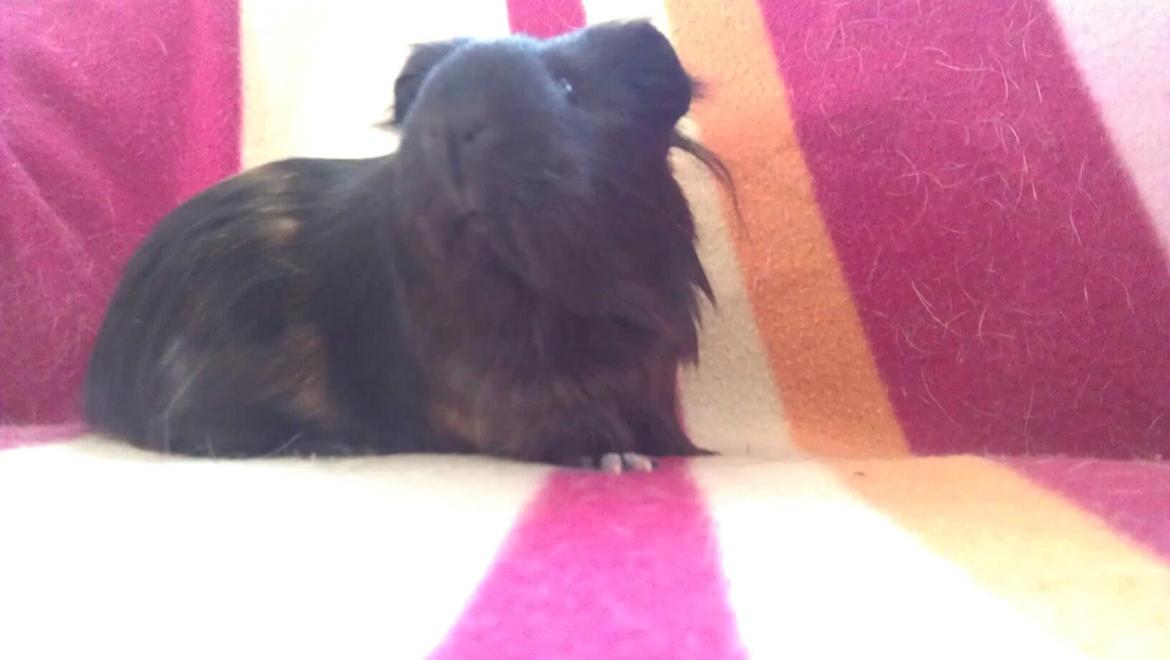 Marsvin Mulle billede 3