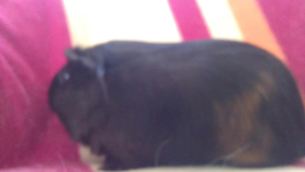 Marsvin Mulle billede 4