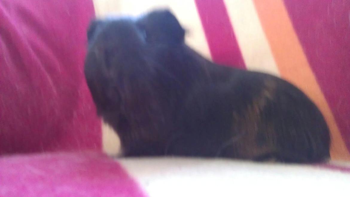 Marsvin Mulle billede 5