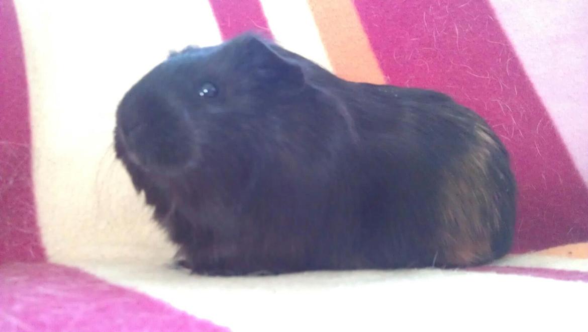 Marsvin Mulle billede 1