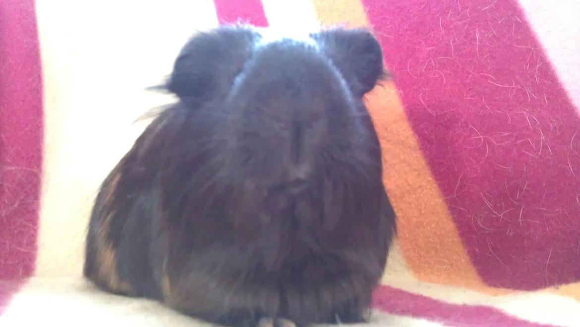 Marsvin Mulle billede 6