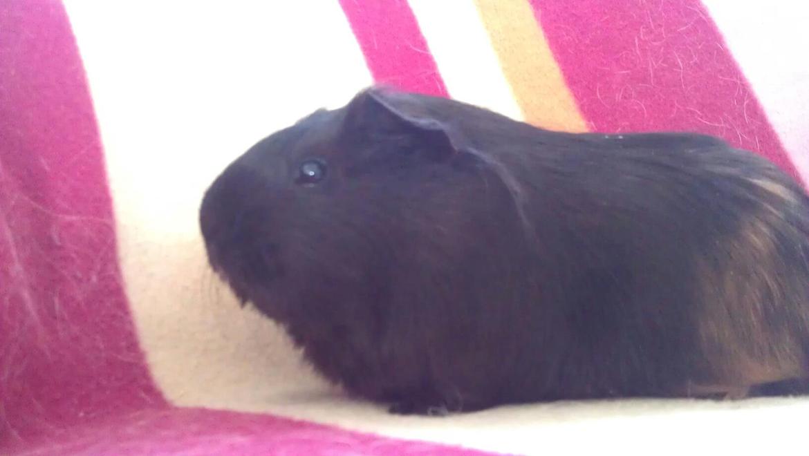 Marsvin Mulle billede 7