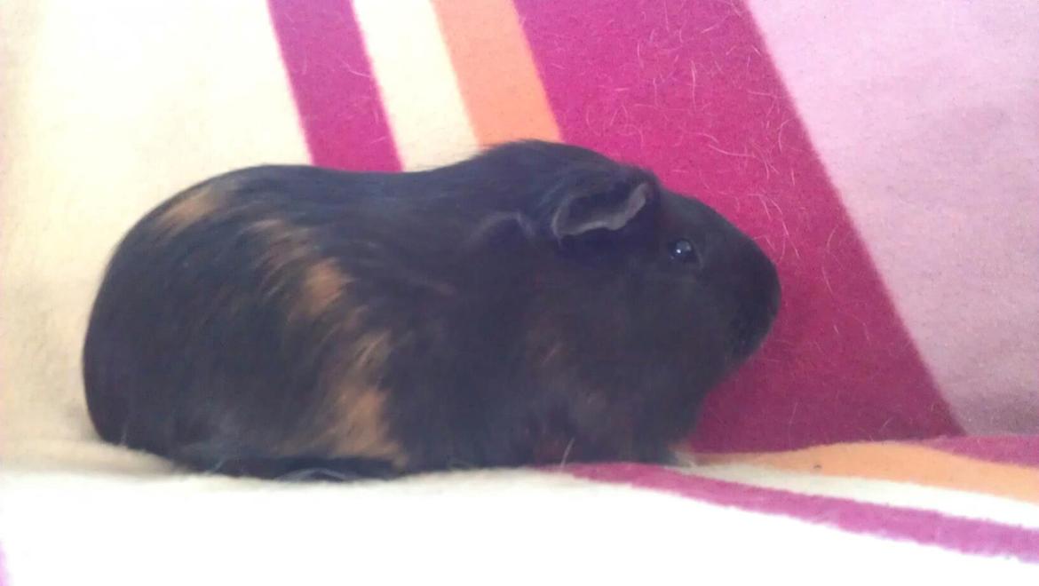 Marsvin Mulle billede 8