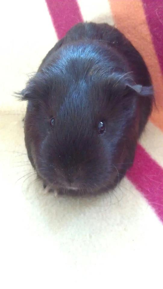 Marsvin Mulle billede 9