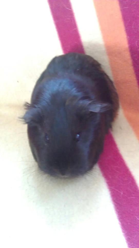 Marsvin Mulle billede 10