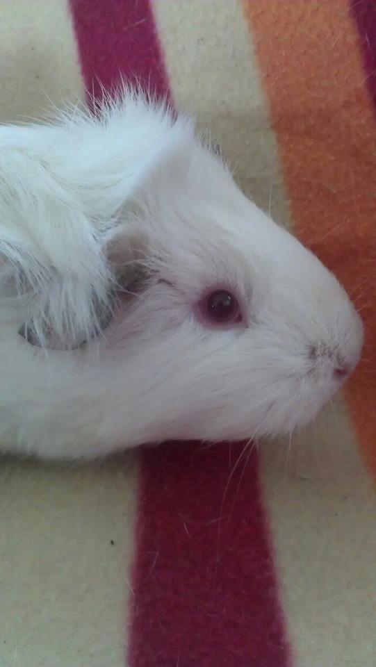 Marsvin Snebold billede 2