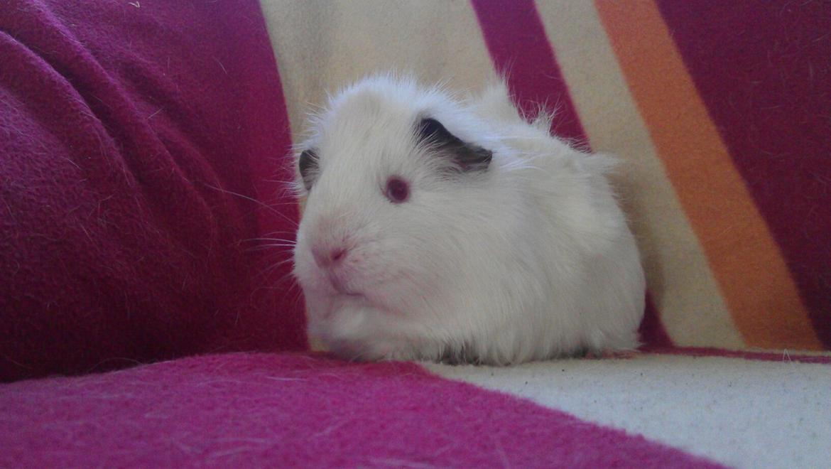 Marsvin Snebold billede 3