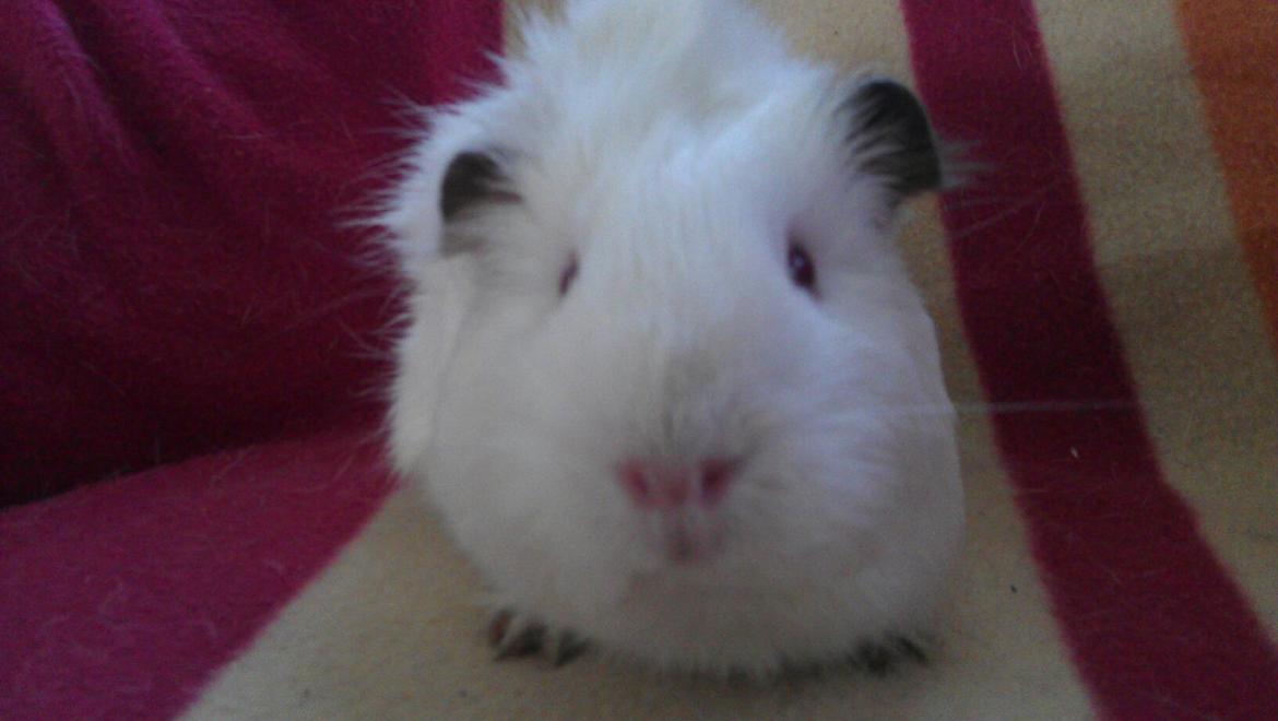 Marsvin Snebold billede 4