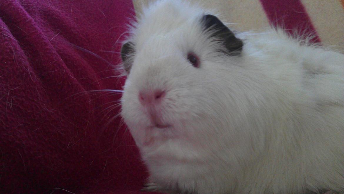 Marsvin Snebold billede 1